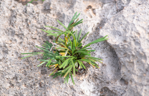 Actiniopteris semiflabellata, photograph 6