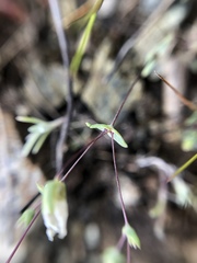 Sabulina californica