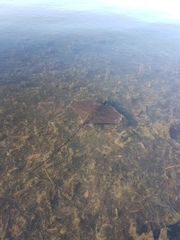 Myliobatis tenuicaudatus