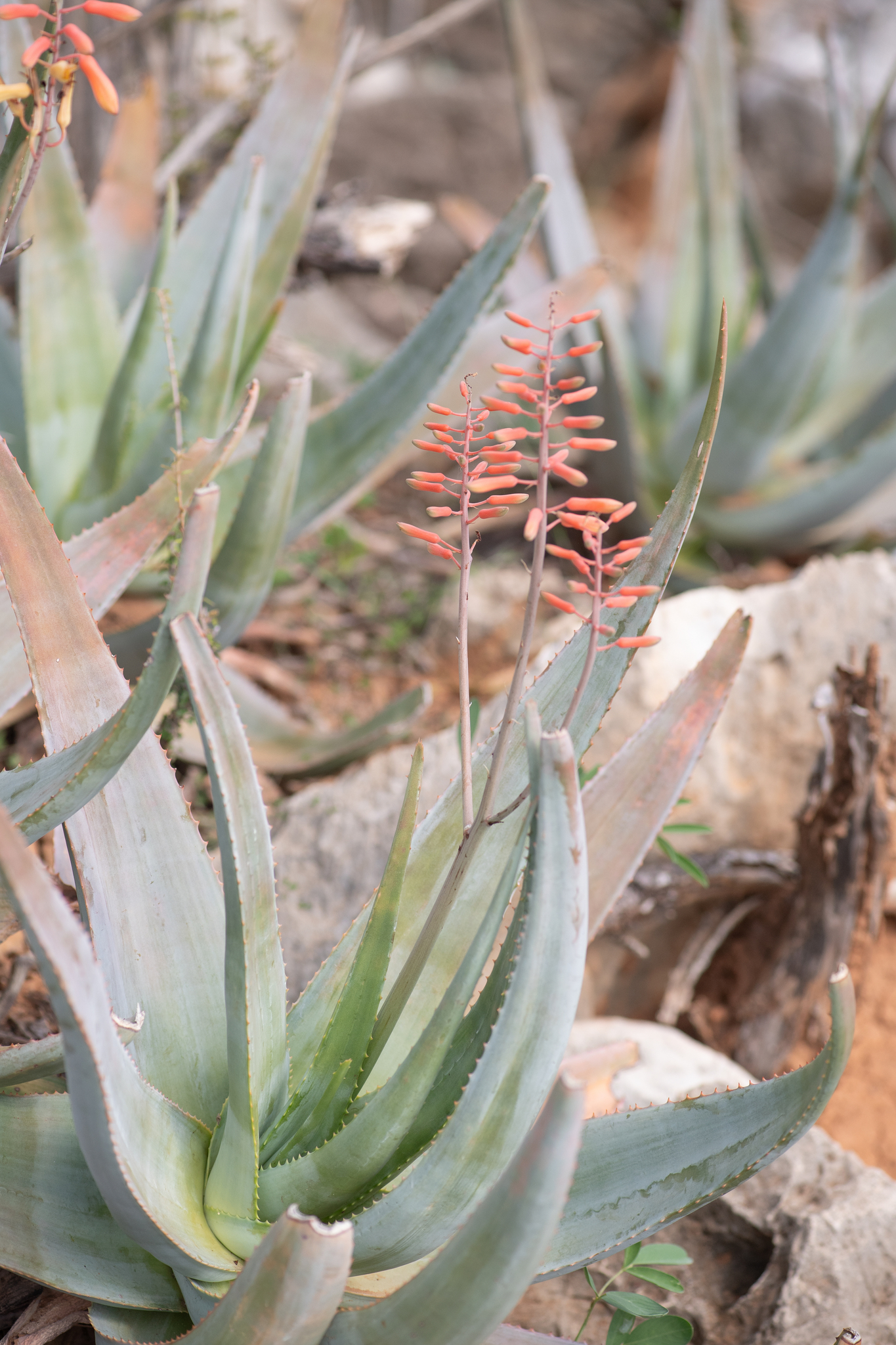 Perry's aloe (Aloe perryi)  iNaturalist