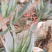Perry's Aloe - Photo (c) Morten Ross, some rights reserved (CC BY-NC), uploaded by Morten Ross