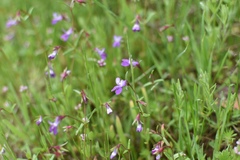 Collinsia sparsiflora