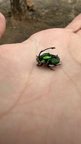 Proagoderus rangifer