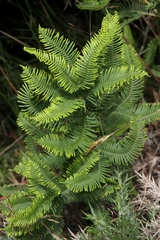 Sticherus cryptocarpus