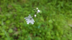 Lithophragma affine
