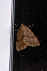 Thallophaga hyperborea