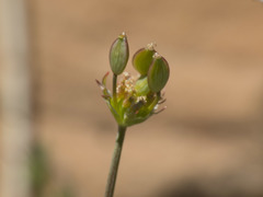 Lomatium nevadense