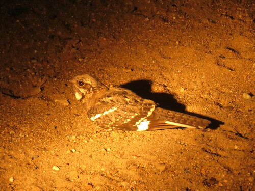 Square-tailed Nightjar (Caprimulgus fossii), photo 5