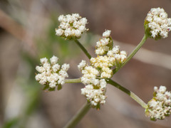 Lomatium nevadense