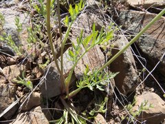Lomatium nevadense
