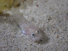 Bearded Goby photo 2