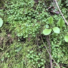 Cryptomitrium tenerum