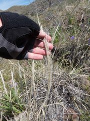 Muhlenbergia emersleyi
