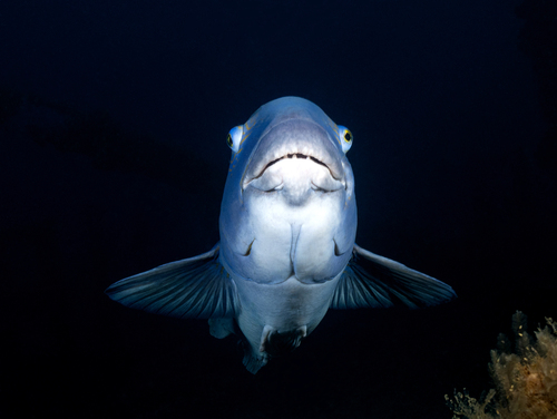 Blue groper (Achoerodus viridis) — Labridae — 4