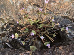 Claytonia parviflora