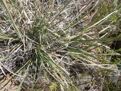 Muhlenbergia emersleyi