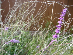 Salvia longistyla