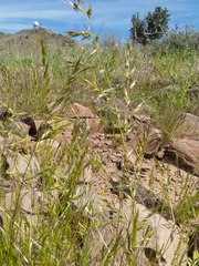 Festuca microstachys