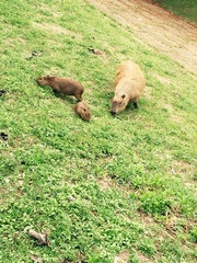 Hydrochoerus hydrochaeris