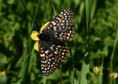 Euphydryas editha bayensis