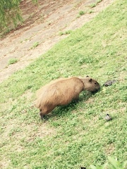 Hydrochoerus hydrochaeris