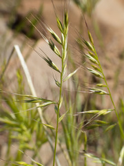 Festuca microstachys