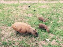 Hydrochoerus hydrochaeris