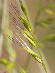 Festuca microstachys