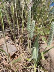 Plantago patagonica