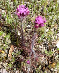 Castilleja exserta