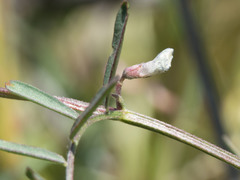Vicia ludoviciana