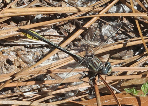 Sandhill Clubtail photo 5