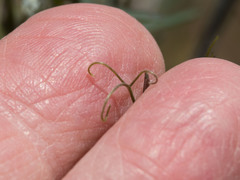 Vicia ludoviciana