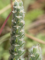 Plantago patagonica