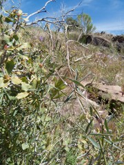 Vicia ludoviciana
