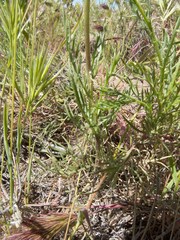Senecio flaccidus monoensis