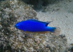 Fiji Damselfish photo 3