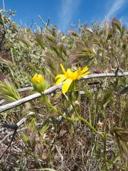 Senecio flaccidus monoensis