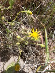 Senecio flaccidus monoensis