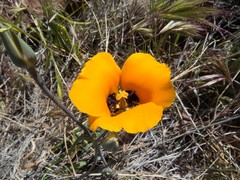 Calochortus kennedyi kennedyi