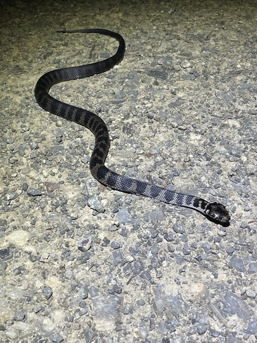 Stephens' Banded Snake sighting