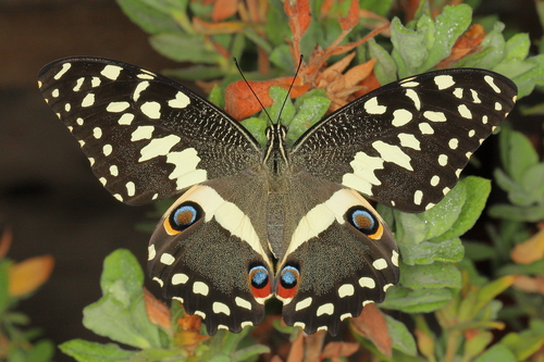 Citrus Swallowtail