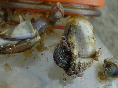 Lepas pacifica