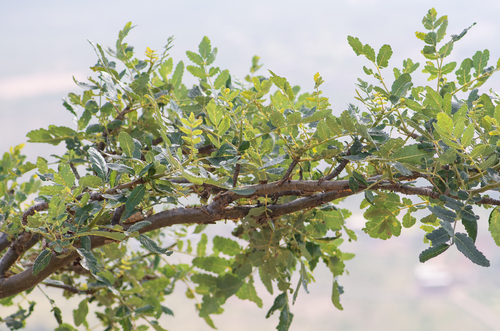 Boswellia scopulorum (Boswellia scopulorum)