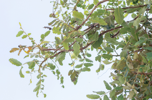 Boswellia scopulorum (Boswellia scopulorum)