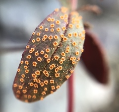 Pucciniaceae