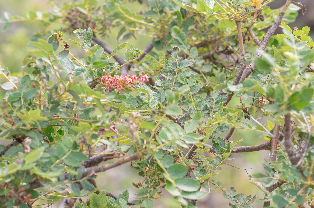 Boswellia scopulorum, Hadramawt, YE
