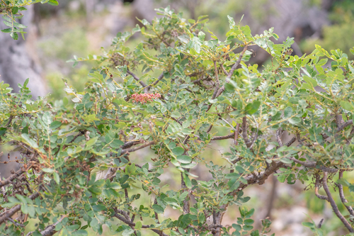 Boswellia scopulorum