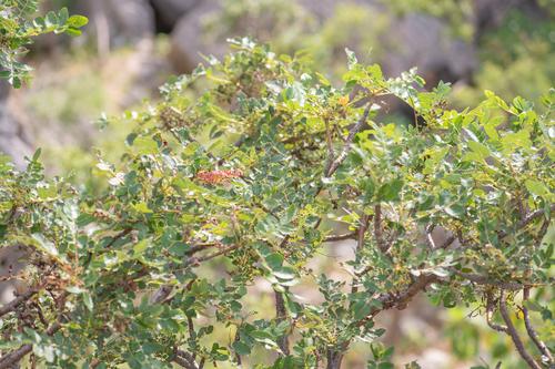 Boswellia scopulorum