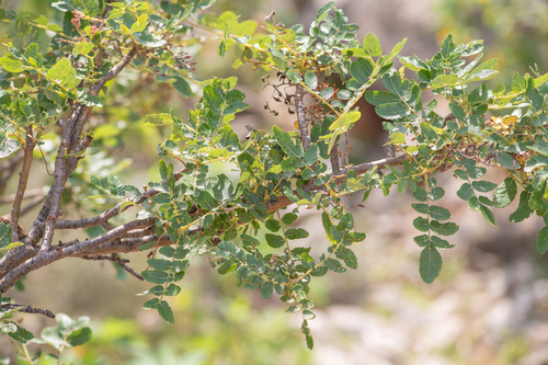 Boswellia scopulorum